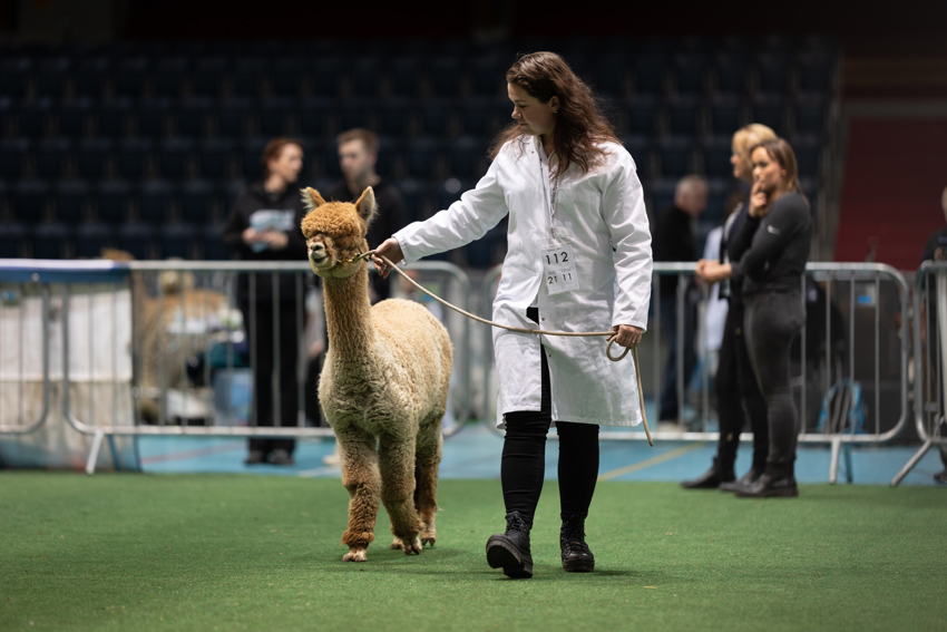 Alpakkautstilling 2026